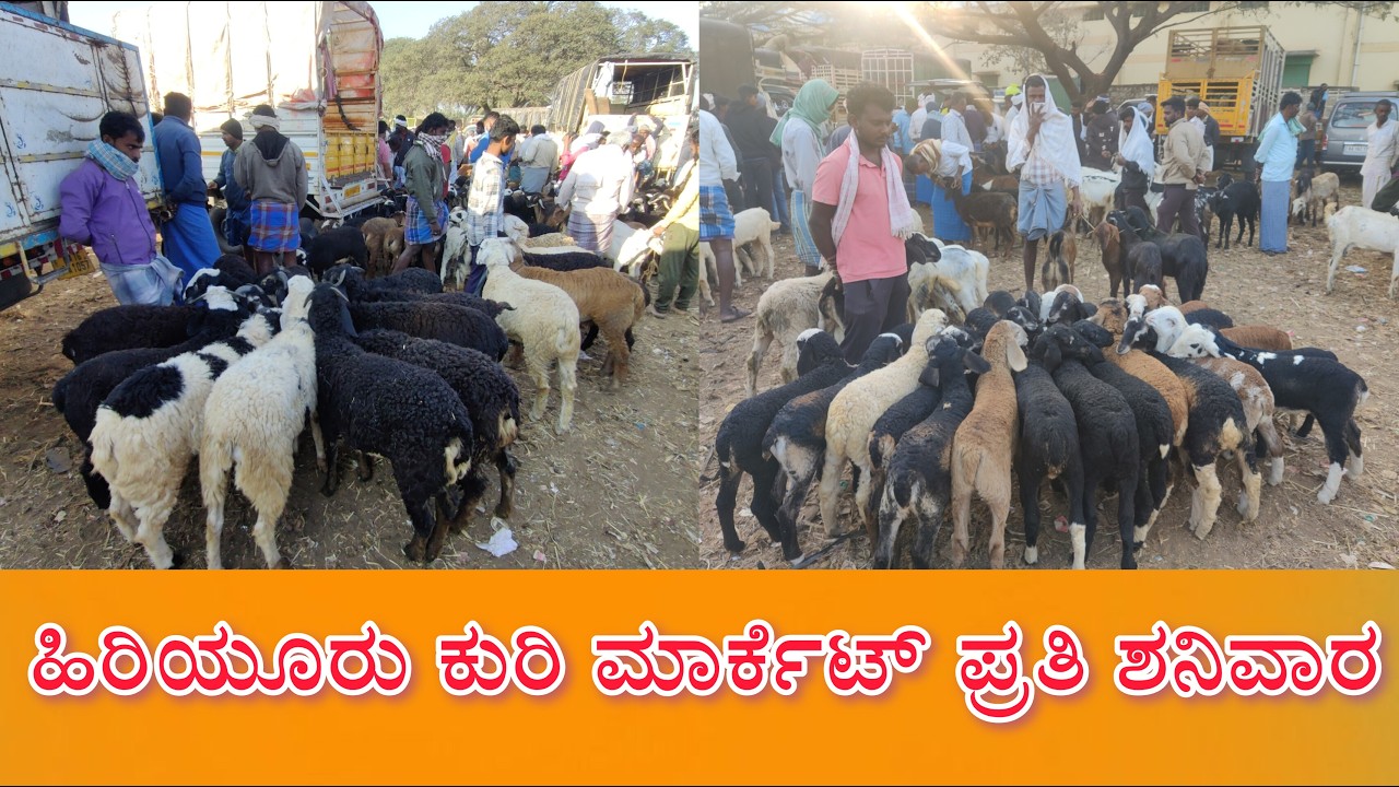 ಹಿರಿಯೂರು ಕುರಿ ಮಾರ್ಕೆಟ್ ಪ್ರತಿ ಶನಿವಾರ 14/2/2026Hiriyur Sheep Market every Saturday