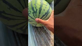 Never Buy Watermelon Before Checking This! 🍉#watermelon #farmfresh #fruitharvest #countrysidelife