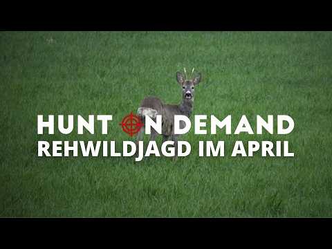 ONE FOR THE FREEZER 🌿 On young deer in April by PK Productions