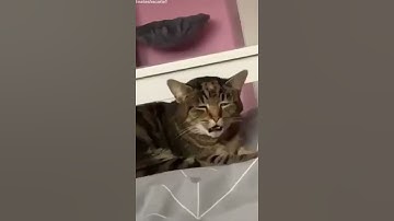 When the Catnip hits hard #shorts