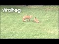 Foxes Made a Den Under Our Shed || ViralHog