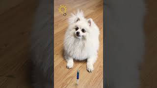 It turned out to be a pencil! #dog #nico #funny #funnycute #cute