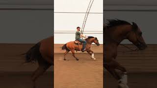 This Horse Has Brakes Must Watch