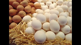Вся правда о инкубационном яйце!! Как собрать, выбрать, хранить!! Купить яйца и не быть обманутым!!