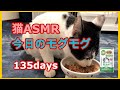 猫ASMR：今日のモグモグ 135days ／ MiawMiawジューシー おさかなミックス