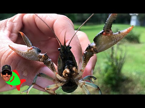 Video: Crawfish Mounds In Lawn - Cách Thoát khỏi Tôm càng trong Sân của bạn