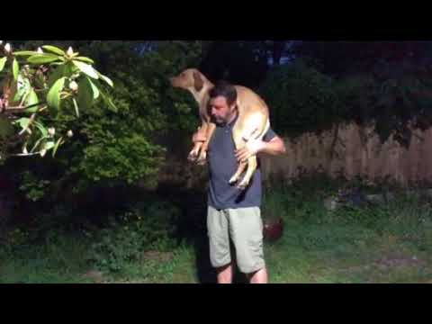 Take The Lead Dog Training Jamie Penrith Take The Lead Dog Training Jamie Penrith
