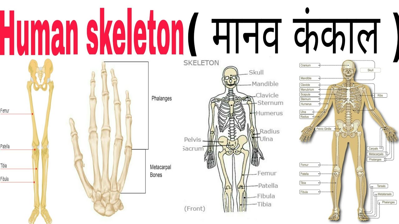 essay on skeleton in hindi