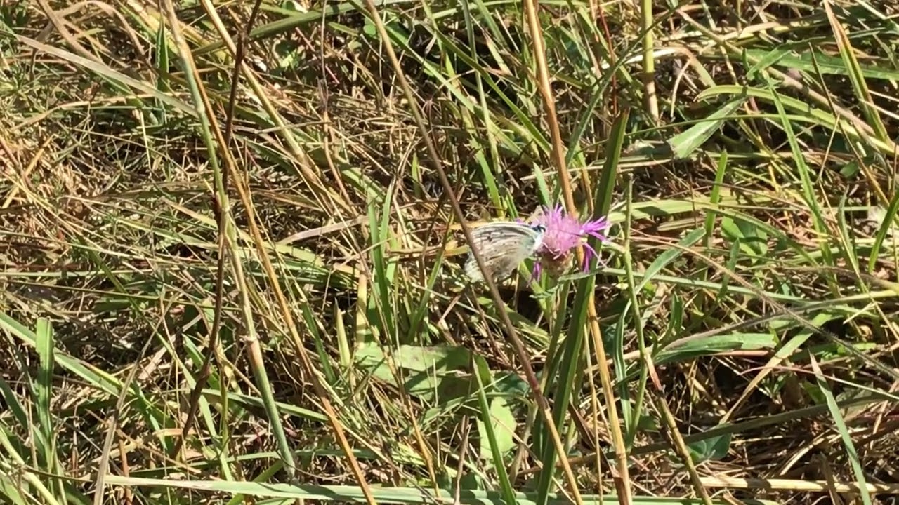 アズレチャークヒルヒメシジミLysandra caelestissima (Azure Chalk-hill Blue) 2022/08/03 Vallecillo Spain