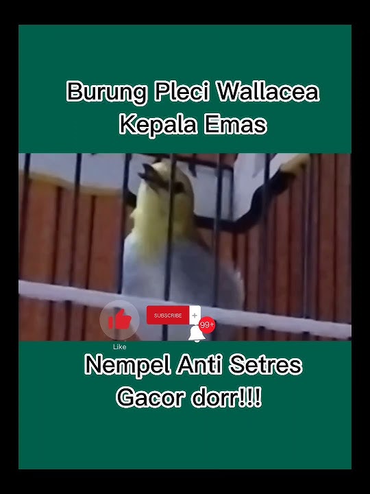 Pancingan Pleci Wallacea Kepala Emas Nempel Anti Setres Gacor dorr!!!