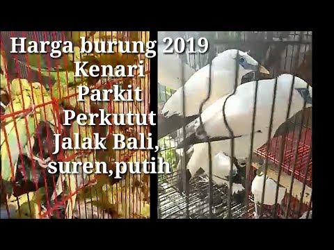 Repeat Daftar Harga Burung 2019 Kenari Perkutut Jalak Suren Bali