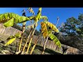 Full Early Of Winter Garden Update! 😱🥶