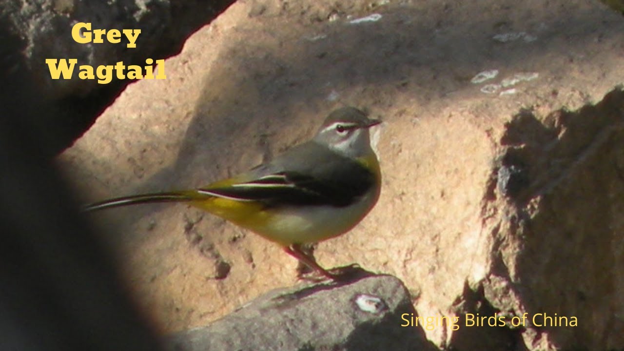 Grey Wagtail Bird Song Video: China Nature Sounds