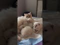 Do you think Summer plans to start her kitten theiving again?