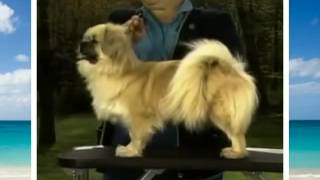 Tibetan Spaniel - Dog Breed by Petclub India 310 views 12 years ago 6 minutes, 56 seconds