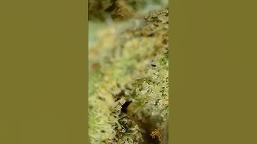 Trichomes Close-Up | Microscope View 1000x