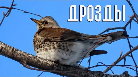 Вы слыхали как поют дрозды? (Птицы России) Фильм 89