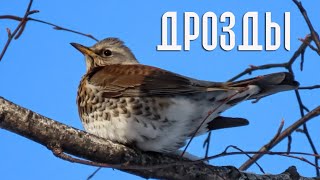 True thrushes (Birds of Russia) Movie 89