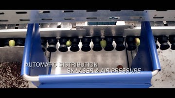 Kiwiberry - Hoogstraten/Belgium