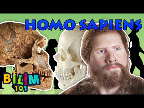 Homo Sapiens nedir? İnsan Irkının Evrimi