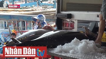 Ngư dân Khánh Hòa trúng đậm cá ngừ đại dương