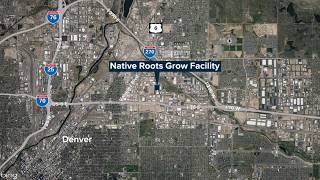 Native Roots is closing its Denver grow facility, laying off 141 employees
