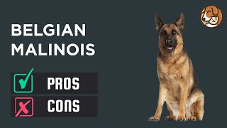 Belgian Malinois: The Pros & Cons of Owning One by Pet Room 285 views 1 year ago 4 minutes