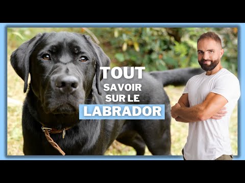 Les particularités physiques et le tempérament du Labrador Retriever