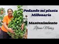 PODANDO MI PLANTA MILLONARIA MANTENIMIENTO / Liliana Muñoz