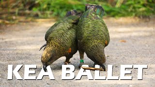 A Day at the Royal Kea Ballet by Animal Minds 1,021 views 3 years ago 55 seconds