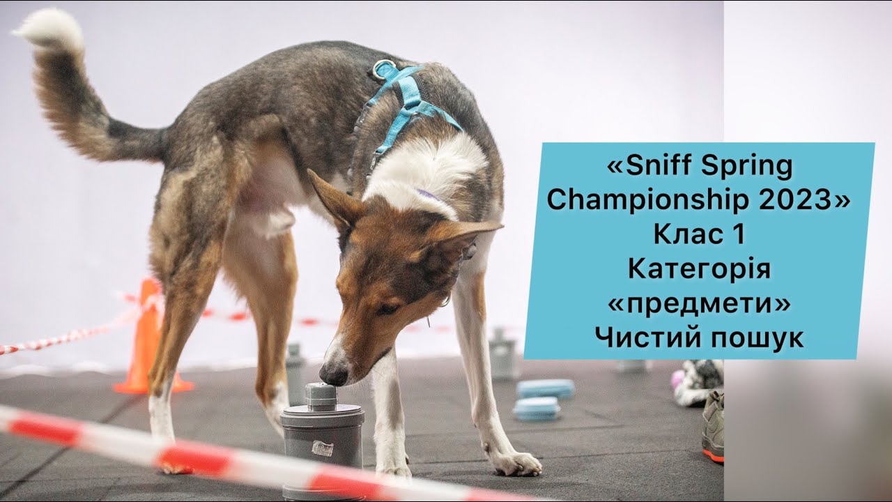 Sniff Spring Ноузворк змагання «Sniff Spring Championship 2023», Київ 30.04.23, клас ...