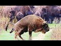 Sweet Moment American Bison Giving Birth To Cute Calf Sucess