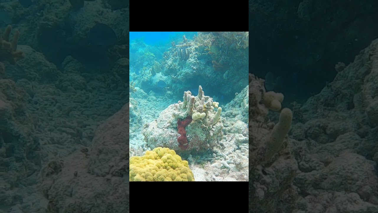 Snorkeling Reefs at Spanish Wells Bahamas