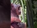 Amazing Facts, Forest Guardian #shorts #facts #worldfacts #unique