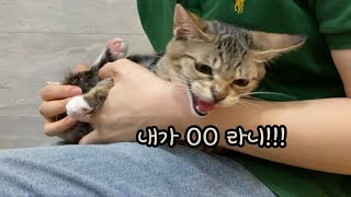 고양이 뚜남매, 병원 다녀왔습니다