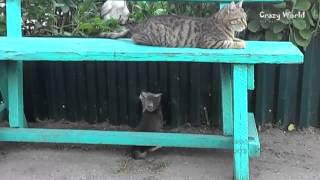 ПРИКОЛЫ С КОТАМИ ПОДБОРКА 2017 ПРИКОЛЫ С КОТАМИ ПОДБОРКА 2017