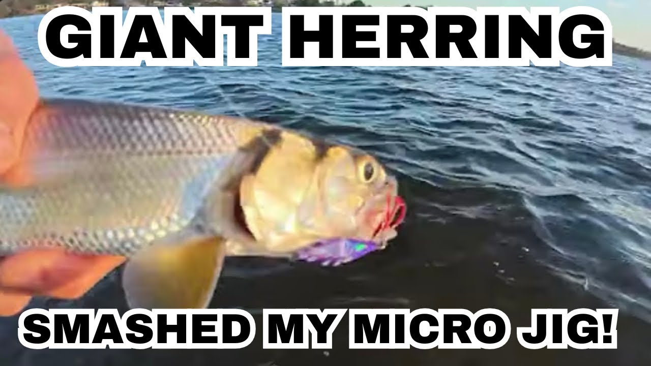 Giant Herring Chaos in the Swan River! Micro Jigging Mayhem in Perth 🎣🔥