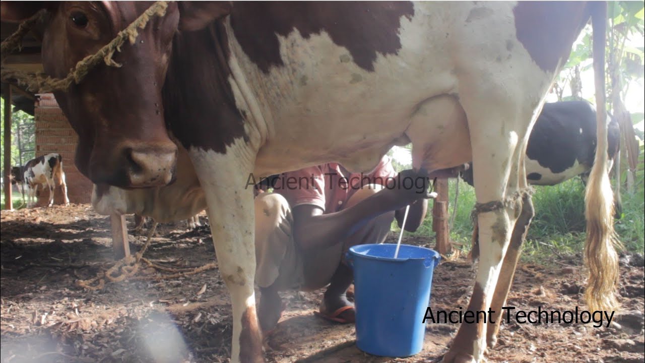 African Village Life - How To Milk African Cow Using Hands I Primitive Method Of Milking Cow