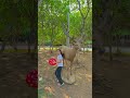Amayra funny moment dance 💃 #shorts