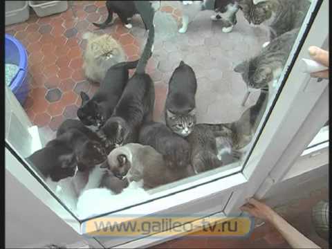 Галилео. Театр кошек