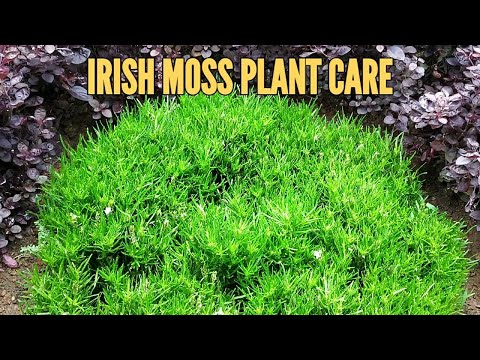Video: Waarom wordt mijn Iers mos bruin?