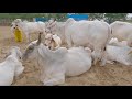 रेगिस्तान की शान - Tharparkar cows । थारपारकर संवर्द्धन केंद्र का सबसे शानदार video.👍