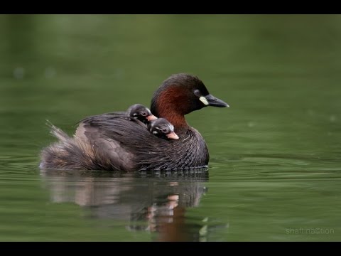 Video: Duck wigeon: qushning tavsifi, xususiyatlari, fotosurati