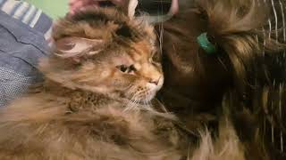 КОШКИ. ОНИ УМЕЮТ ЛЮБИТЬ. МЕЙН-КУН ТАБИ. CATS. THEY CAN LOVE. MAINE COON TABI. by  CAT HOUSE IN BUCHA 297 views 3 months ago 1 minute, 52 seconds