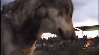 Tristan Howls at Wolf Park