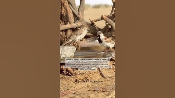 #القرآن_الكريم_سورة_الأحزاب