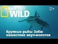 Nat Geo Wild: Крупные рыбы Зэба: нашествие акул-молотов / Zeb's Big Fish