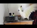 Best Parrot Dance EVER !!! 🕊 Cacatua Cockatoo Dancing What ...