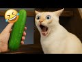 Funny ANIMALS Videos ЁЯШВ Funniest Cats And Dogs 2025 ЁЯР ЁЯШ Funny ANIMALS Videos ЁЯШВ Funniest Cats And Dogs 2025 ЁЯР ЁЯШ