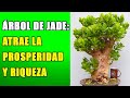 El Árbol de Jade: Atrae la Prosperidad y Riqueza